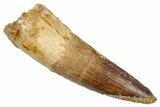 Real Fossil Spinosaurus Tooth - Nice Enamel Preservation #276373-1
